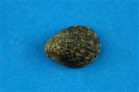 藏品(漁舟蜑螺)的圖片